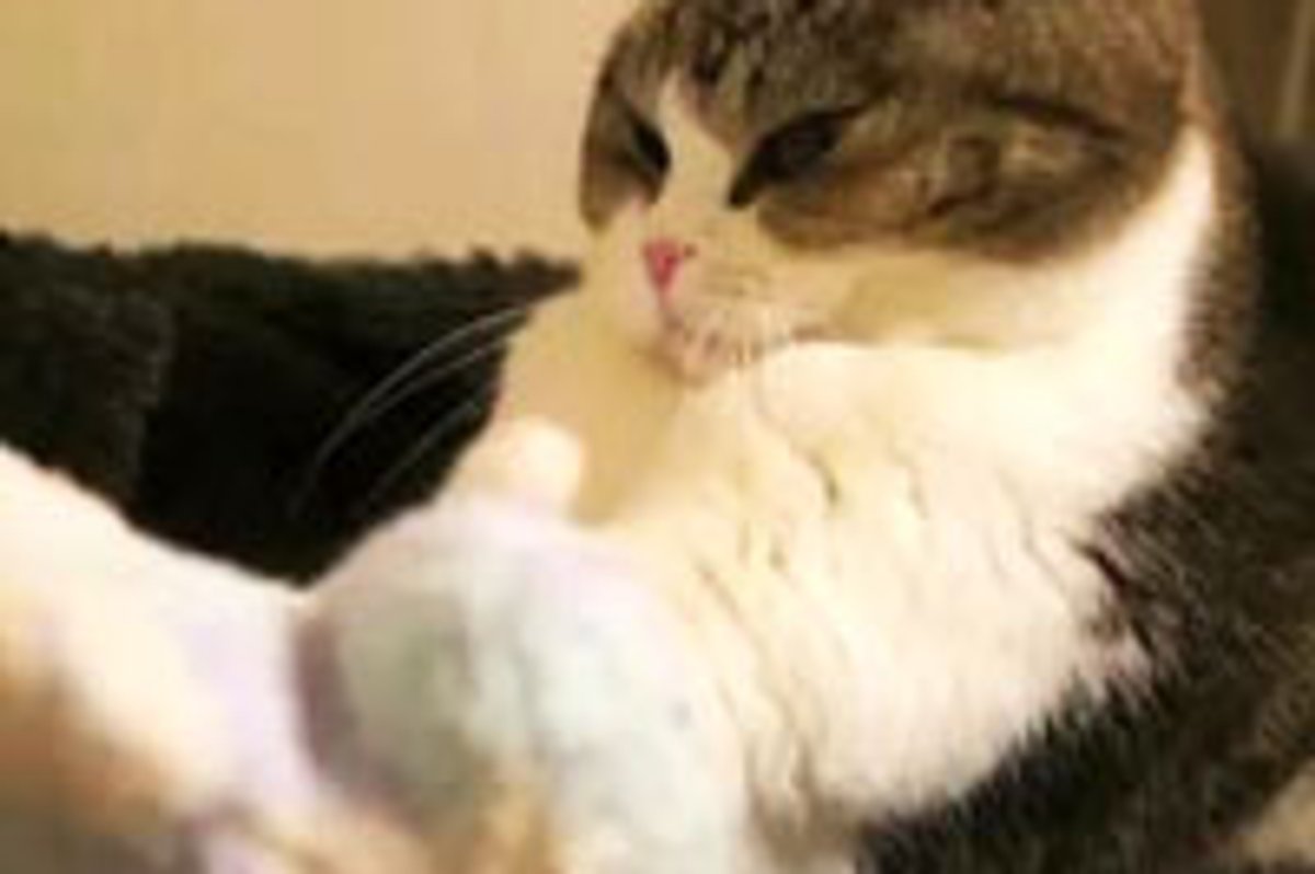 Kitty Gives Pillow Serious Kneading