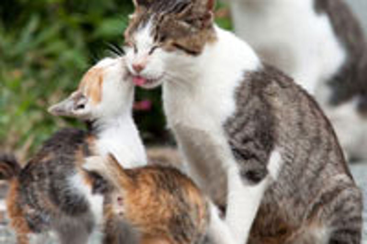 Island Cats from Fukuoka Japan