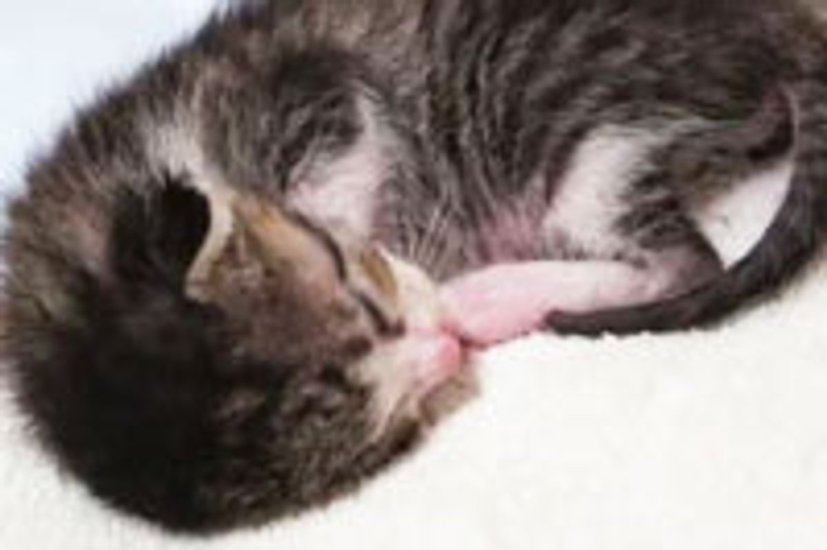 Tiny Kitten Sleep Talks