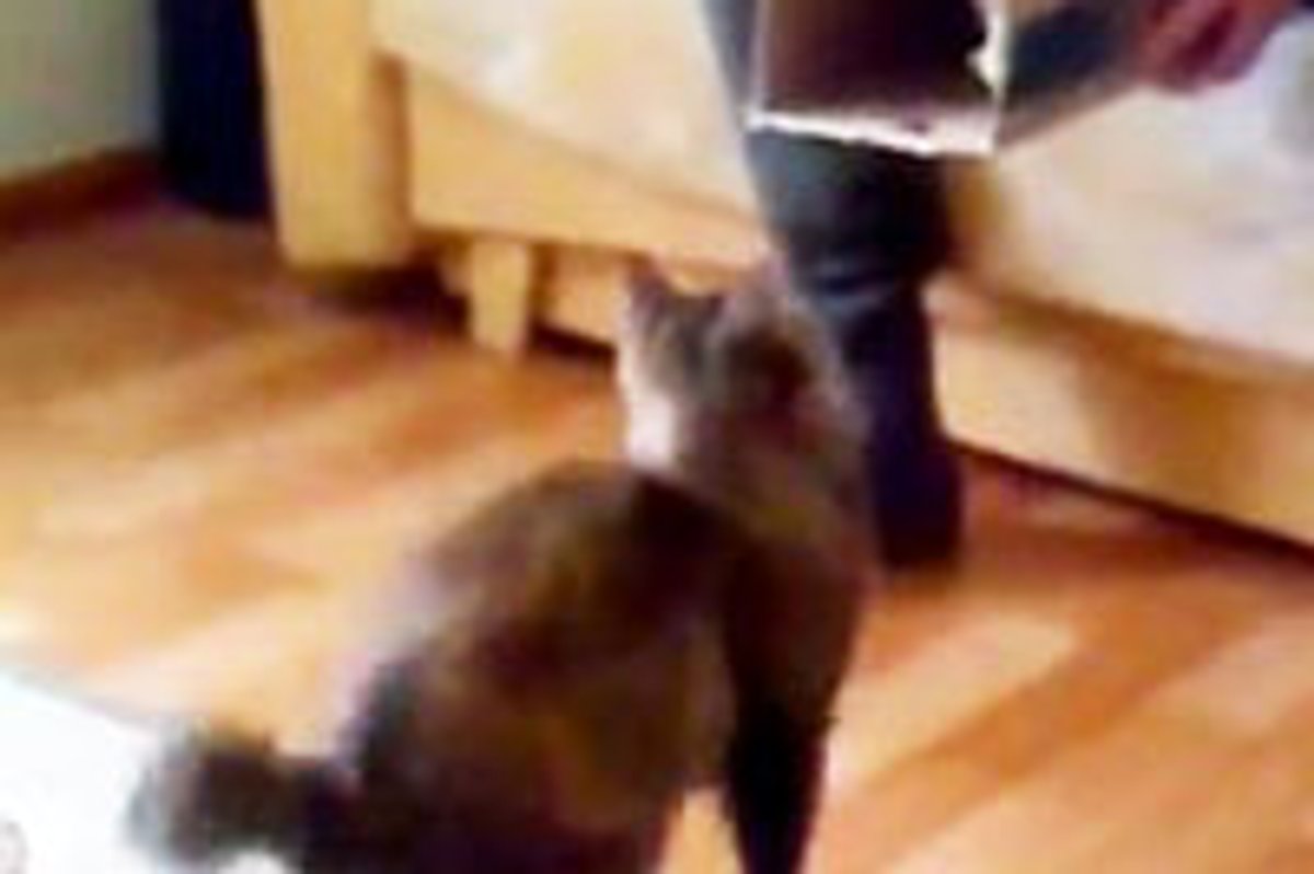 Self-packing Cat