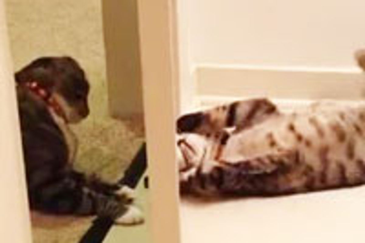 Oskar the Blind Cat Versus Klaus - Battle of the Door