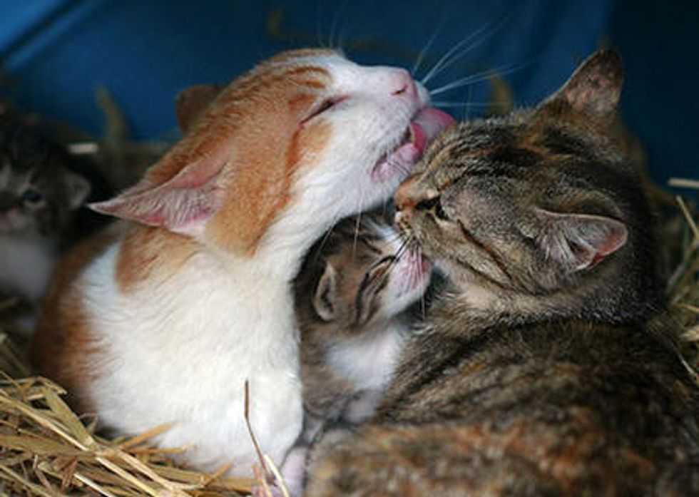 The Babysitter Feral Cat Specter