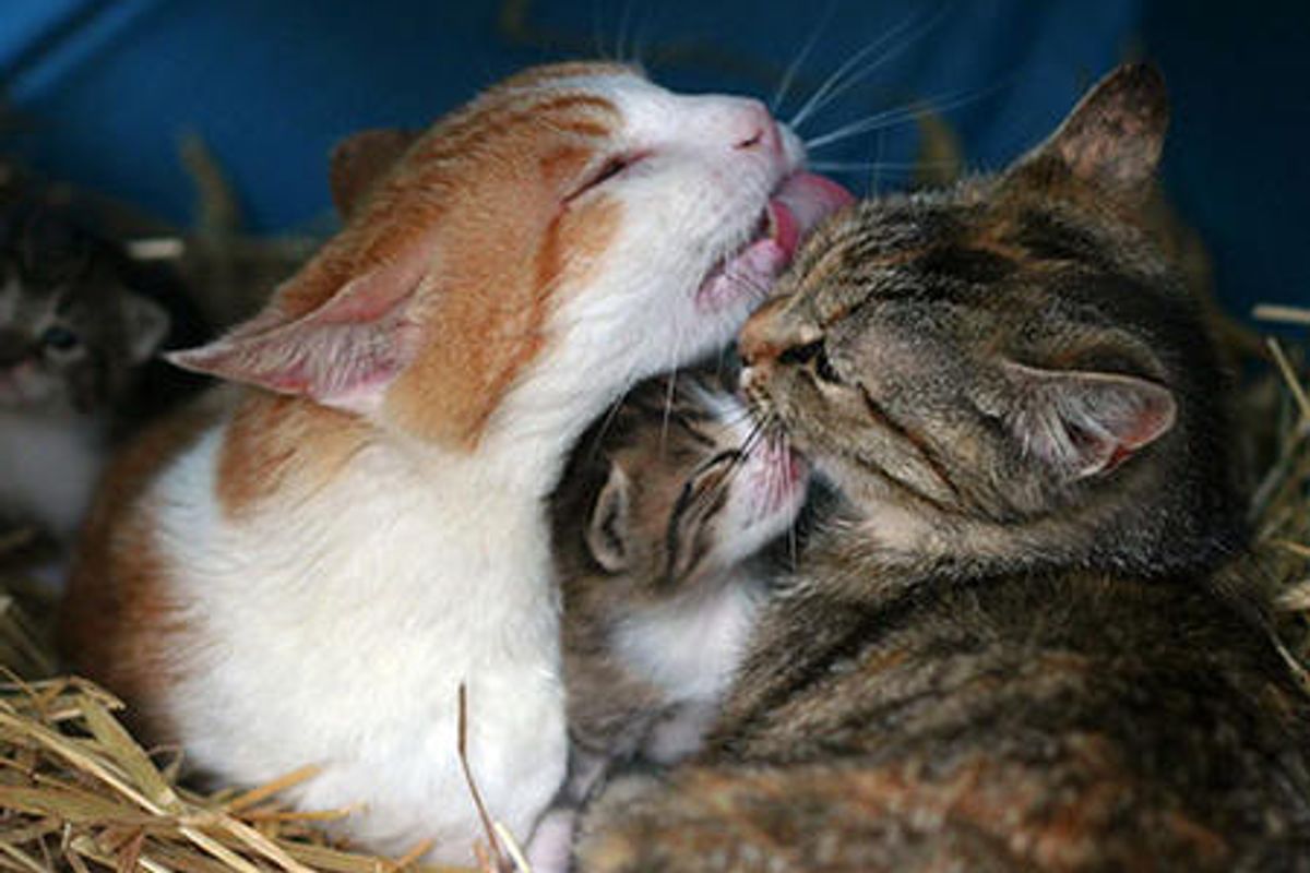 The Babysitter Feral Cat Specter