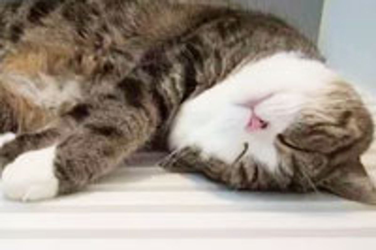 Maru's Bathroom Sanctuary