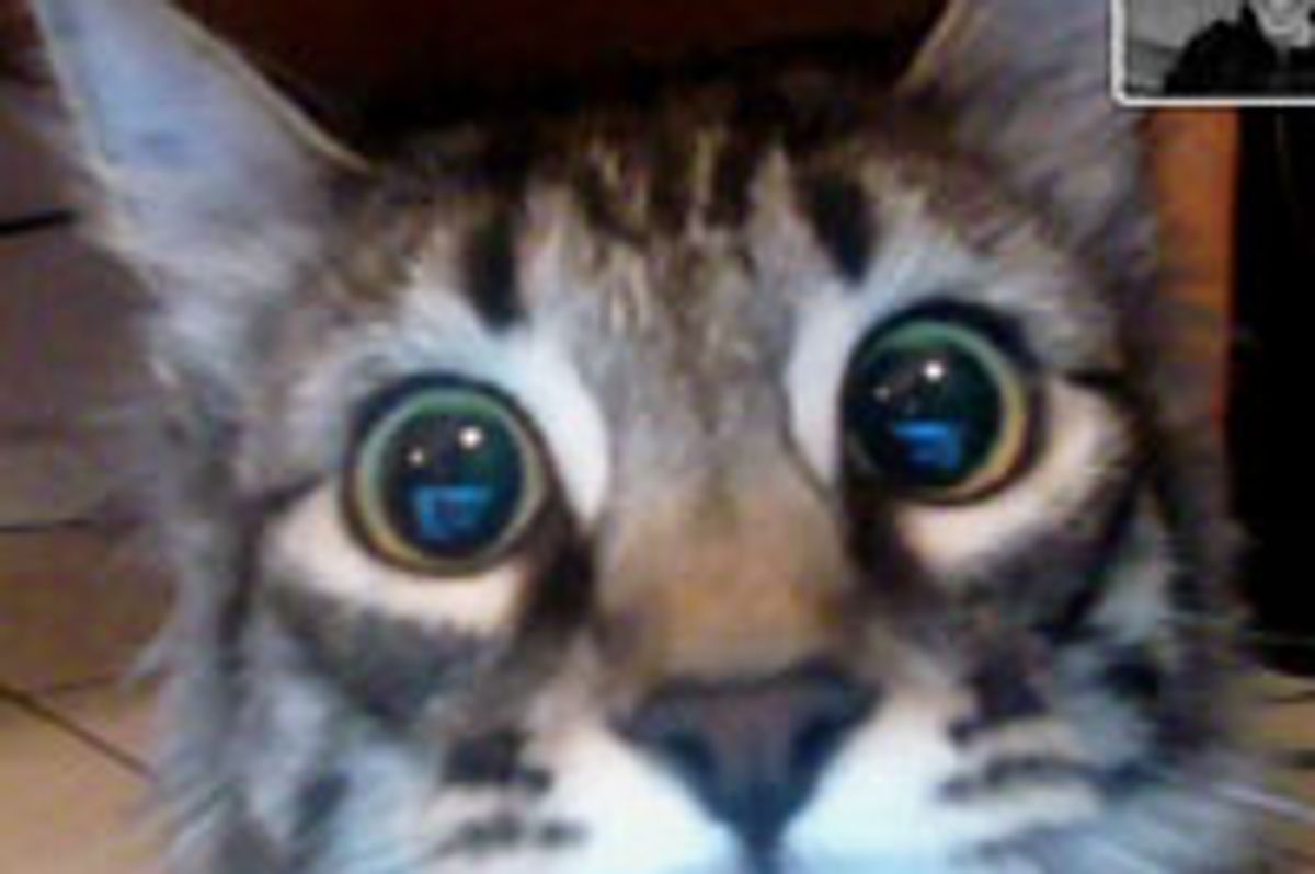 Kitty Sees Dad on Webcam First Time
