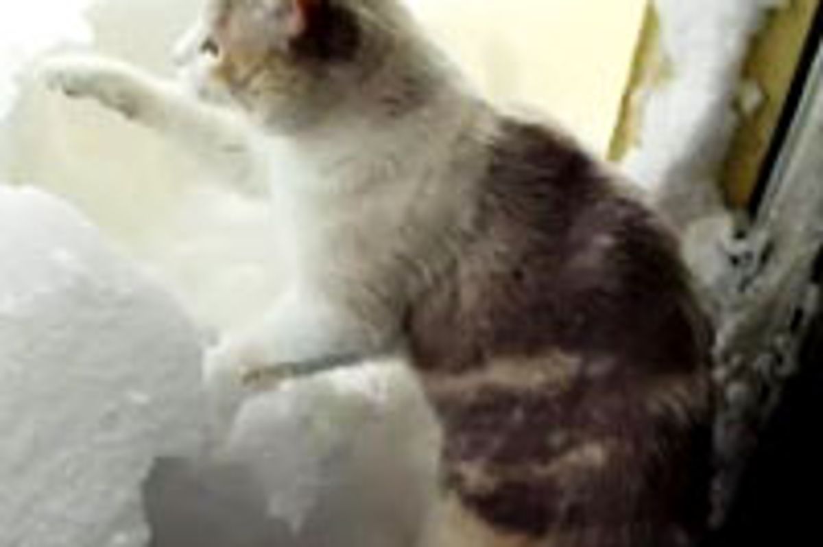 Kitty Shoveling Snow