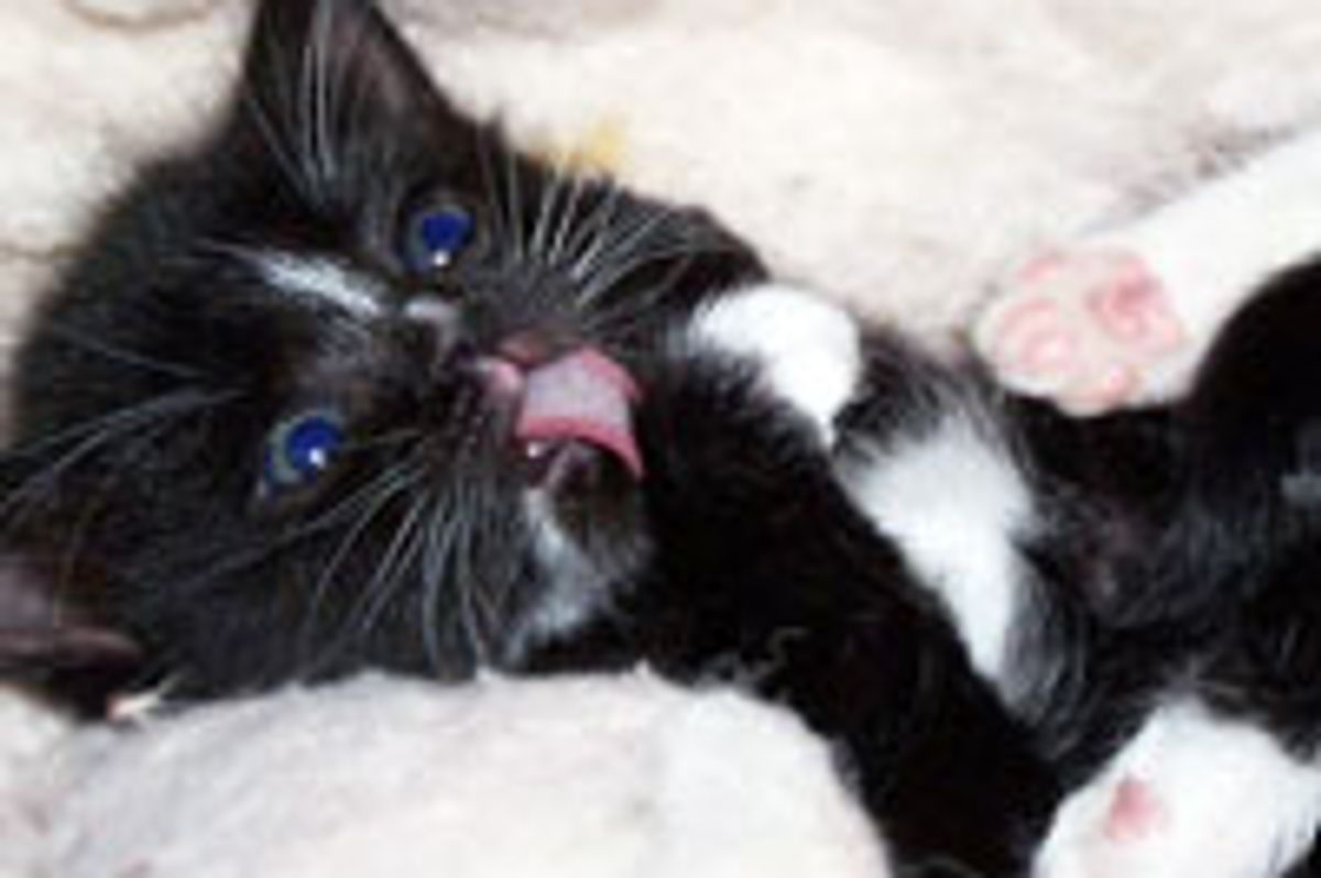 Sugar the Proper Tuxedo