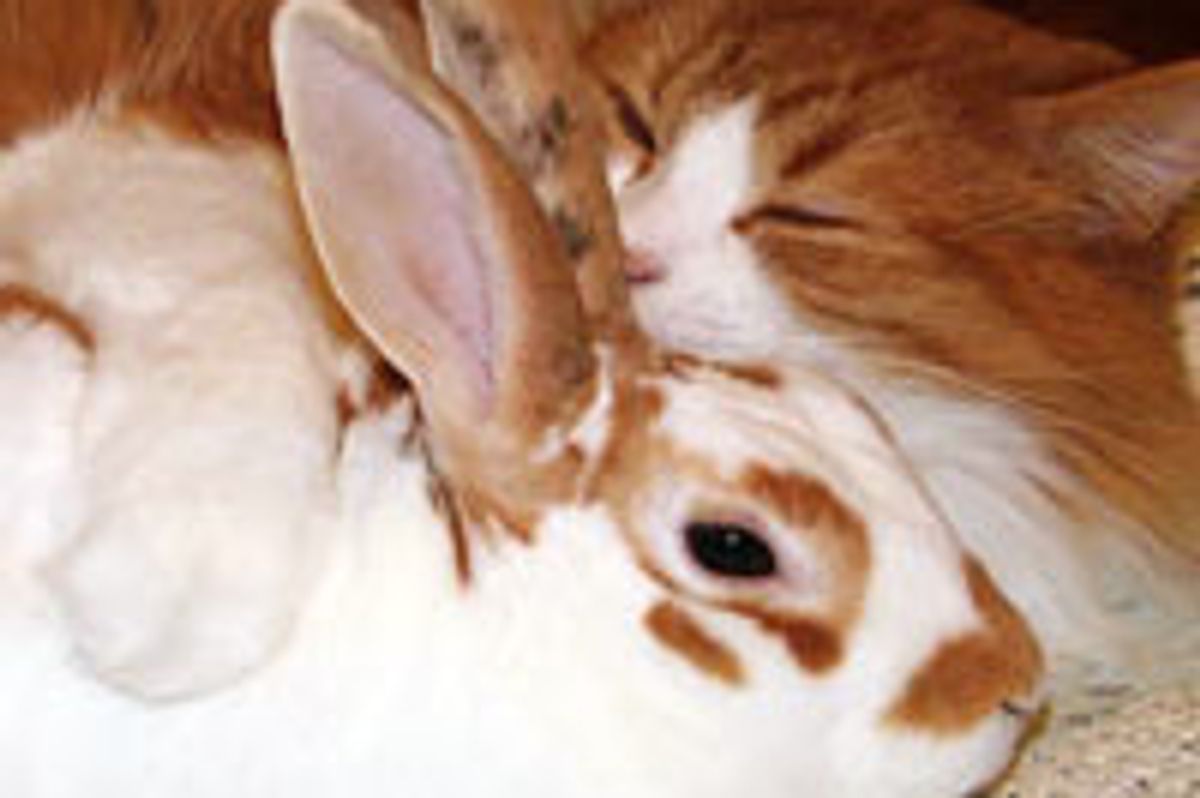 Mimi the Cat Loves Bunnies