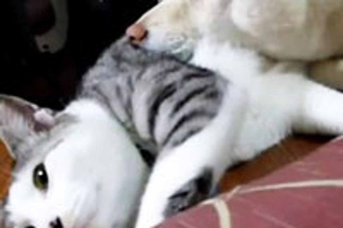 My Belly is Your Pillow