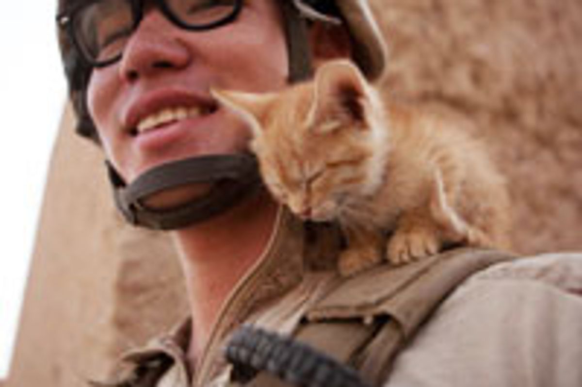 Tiny Afghan Kitten Dozes off on Shoulder
