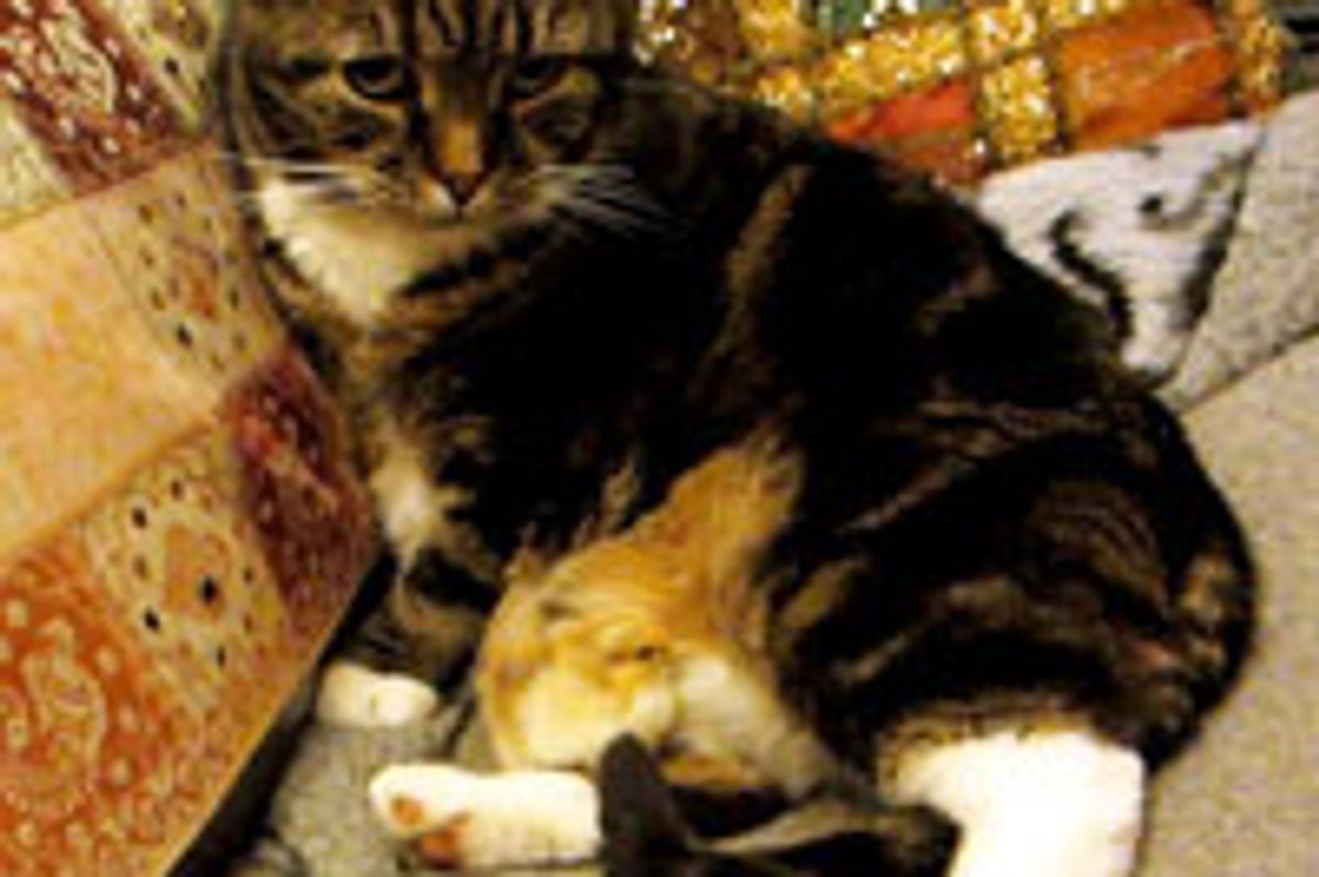 Chick Escapes into Kitty's Arms