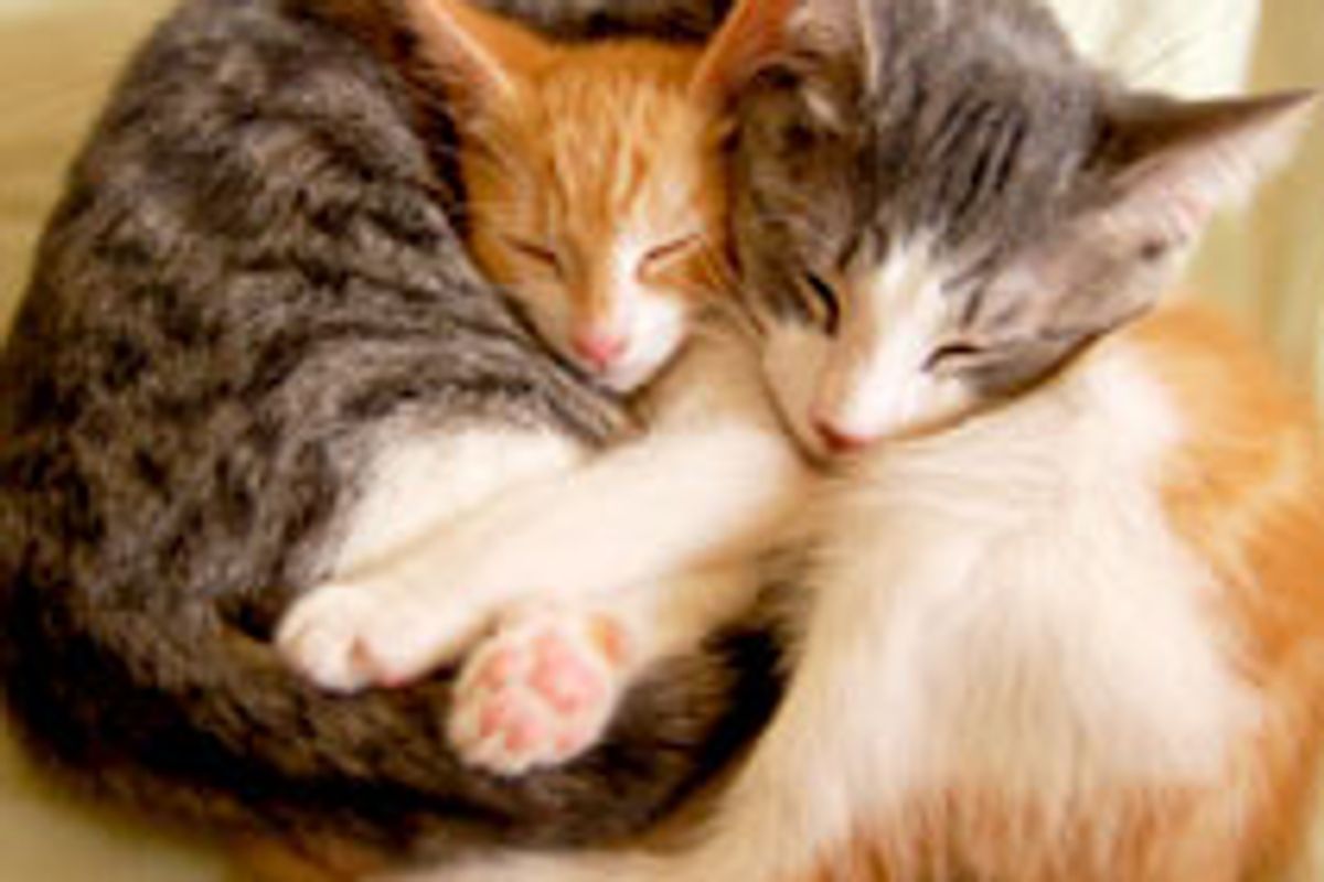 We are Pillows for Each Other