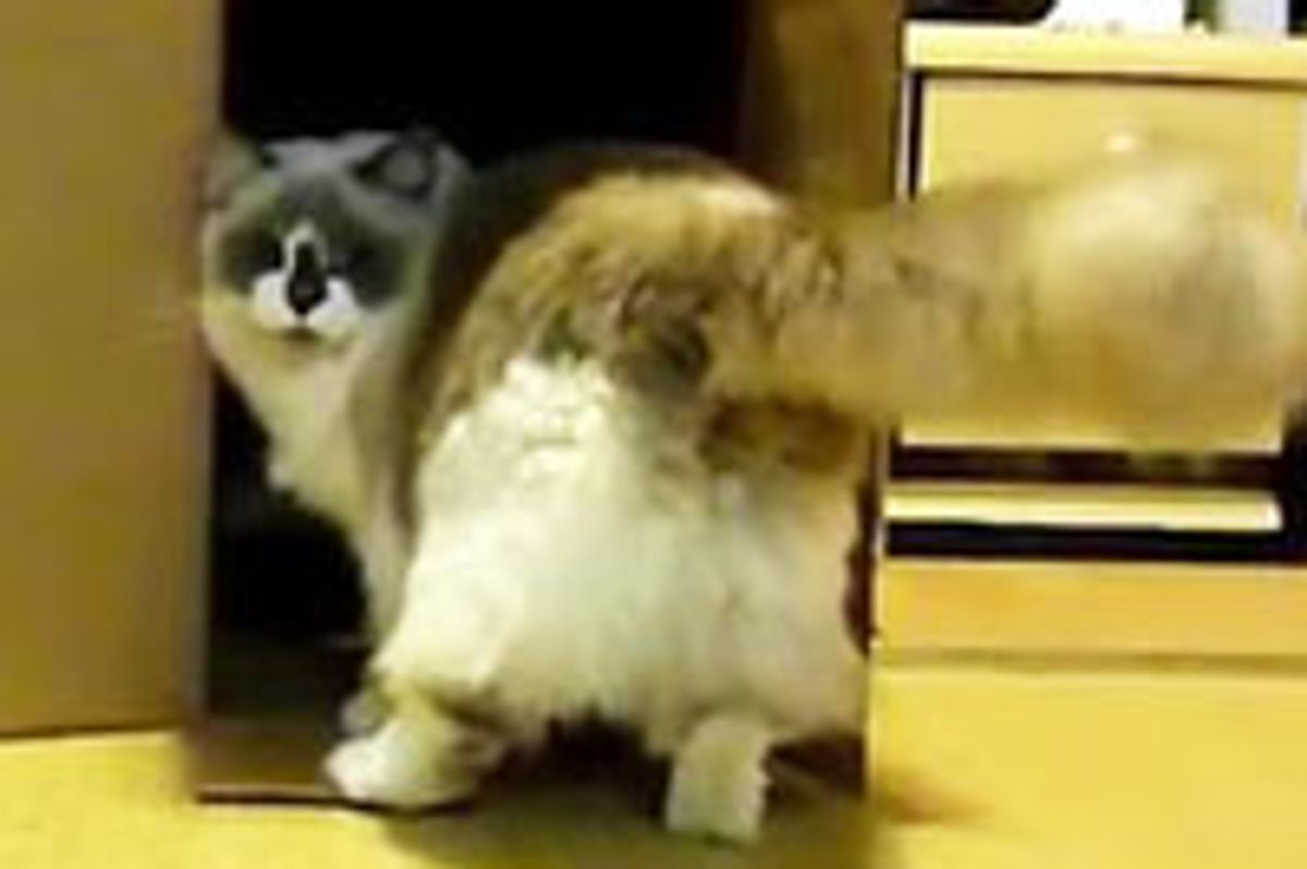 Don't Enter My Box!