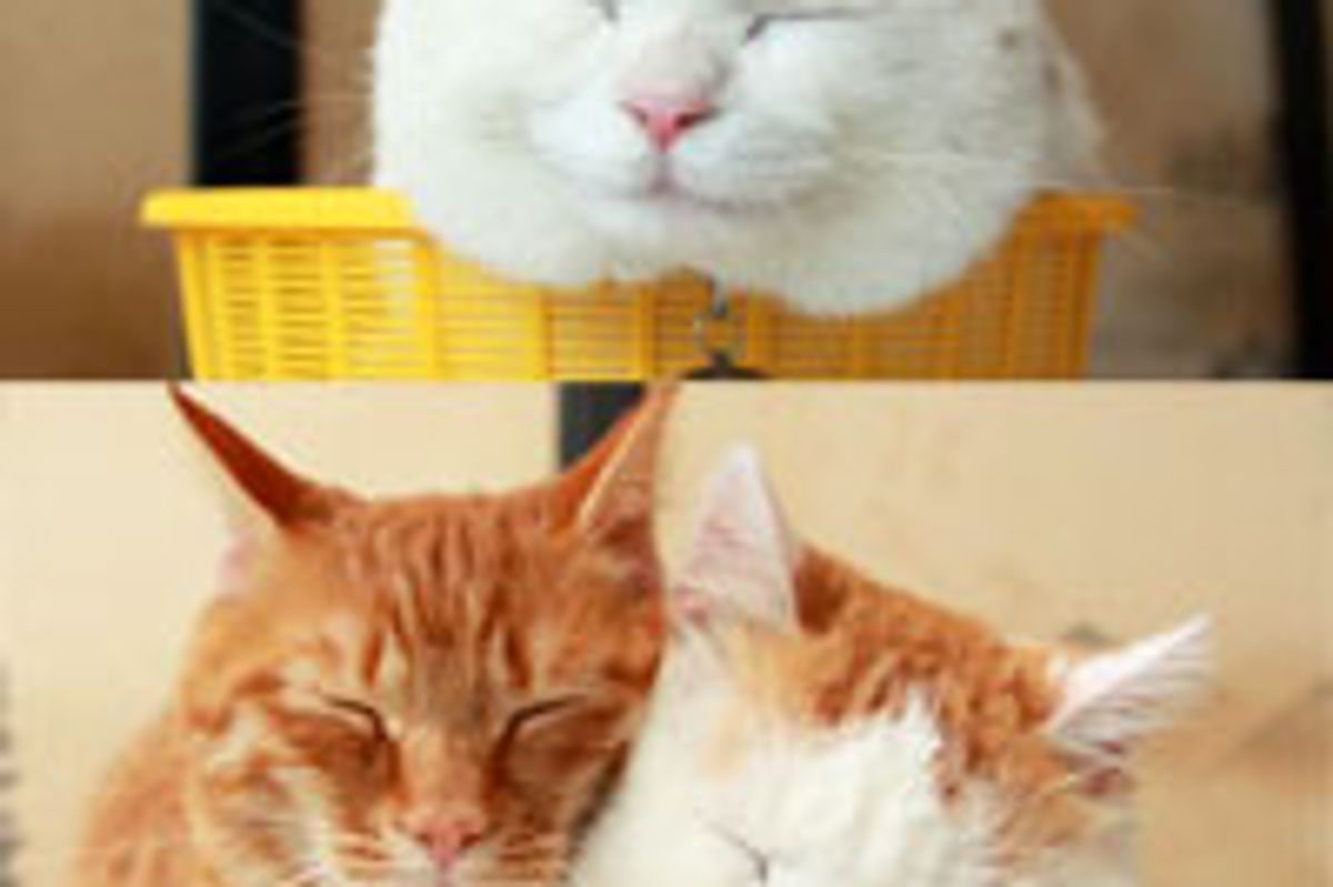 One Kitty in a Basket is Content, Two Kitties in a Basket is Love