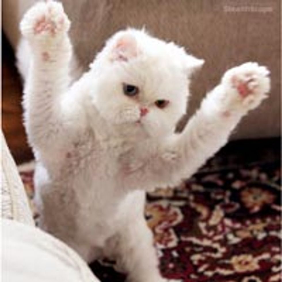 Rawr! Attack of the Cute and Fluffy