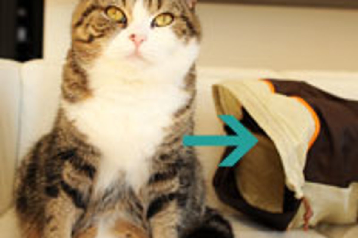 Maru Surprise Attack!