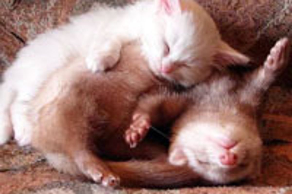 Cute Kitty and Her Squishy Ferret