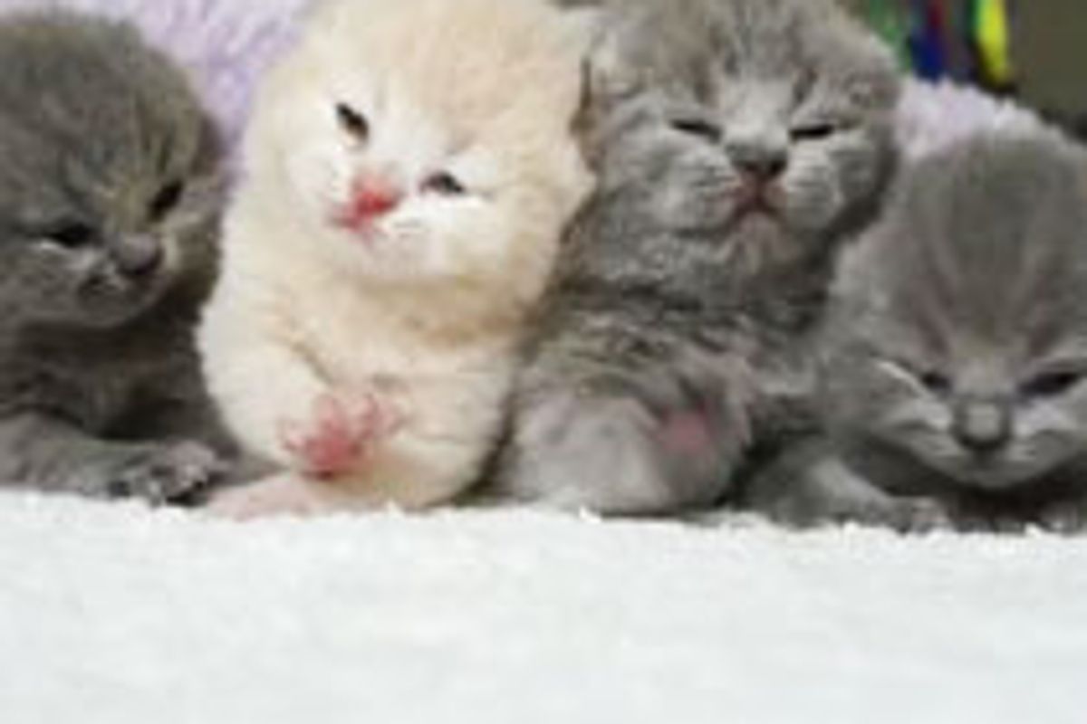 Tiny Kitties Squeak and Squirm into Your Heart