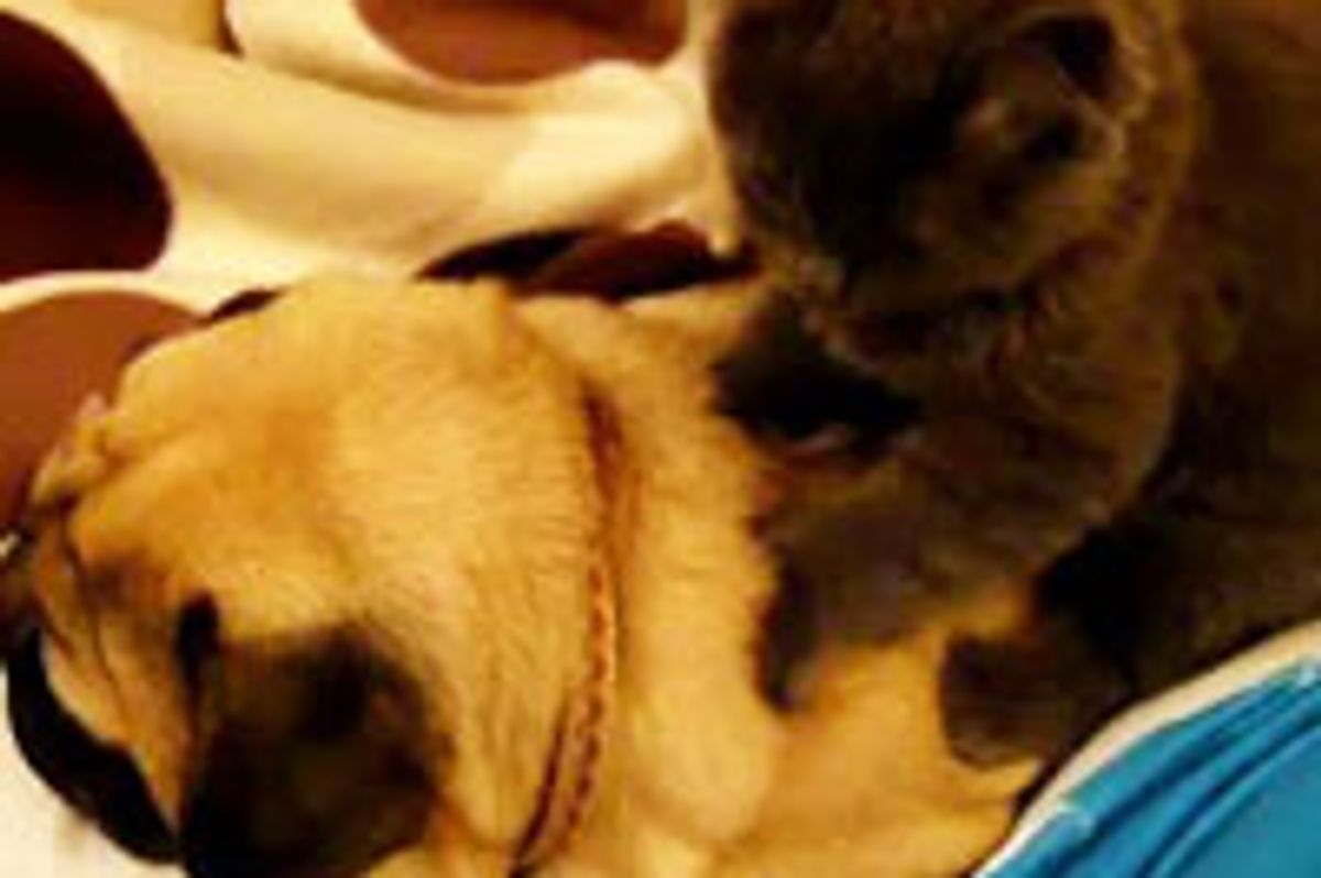 Kitten Massages Snoring Pug
