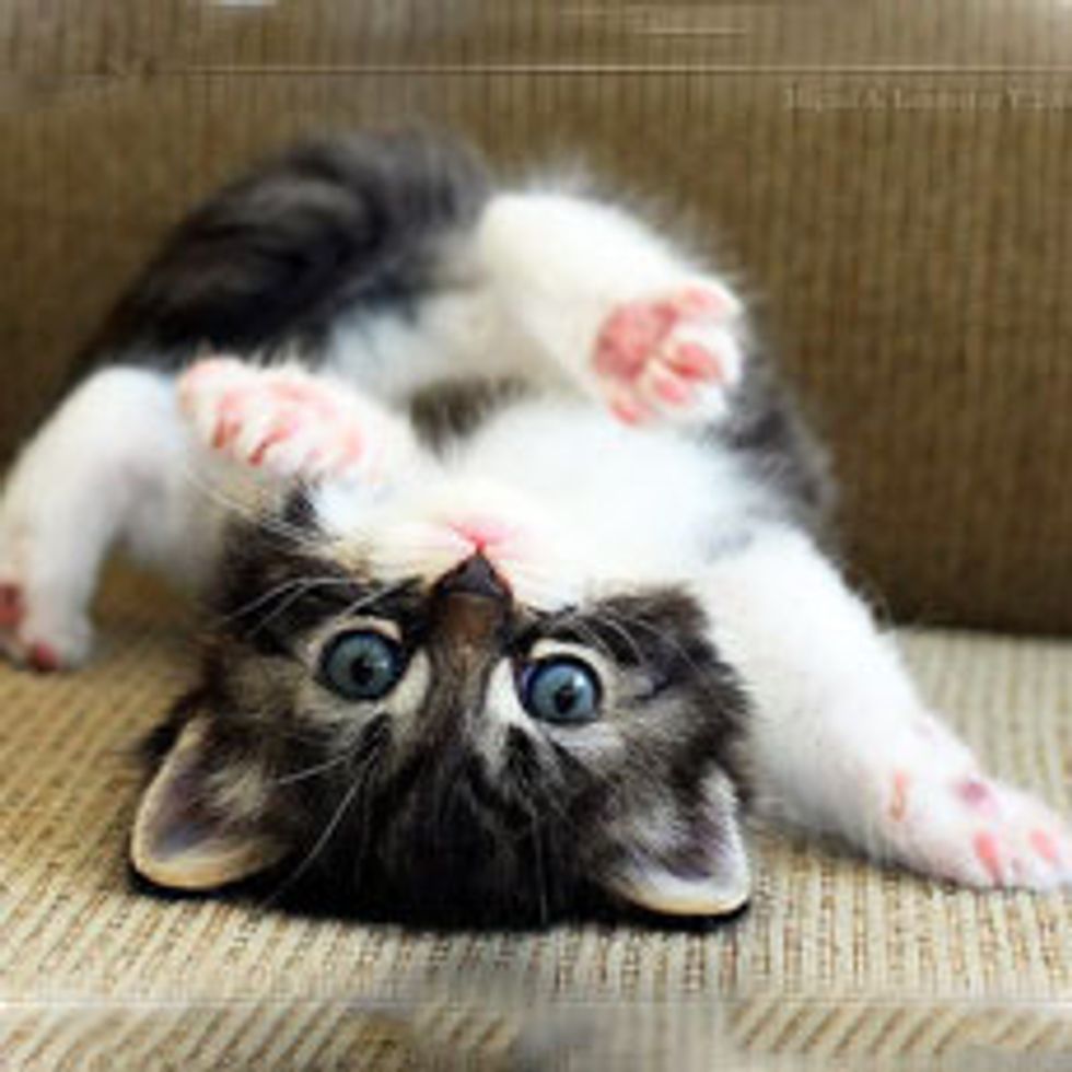Little Kitty Break Dancer