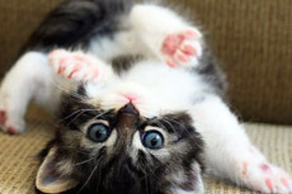 Little Kitty Break Dancer