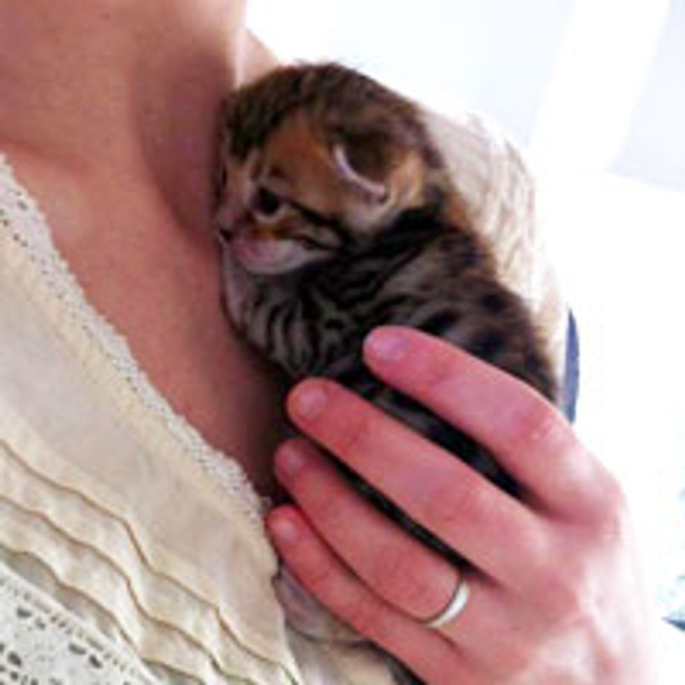 Tiny Clingy Kitten Just Learned to See