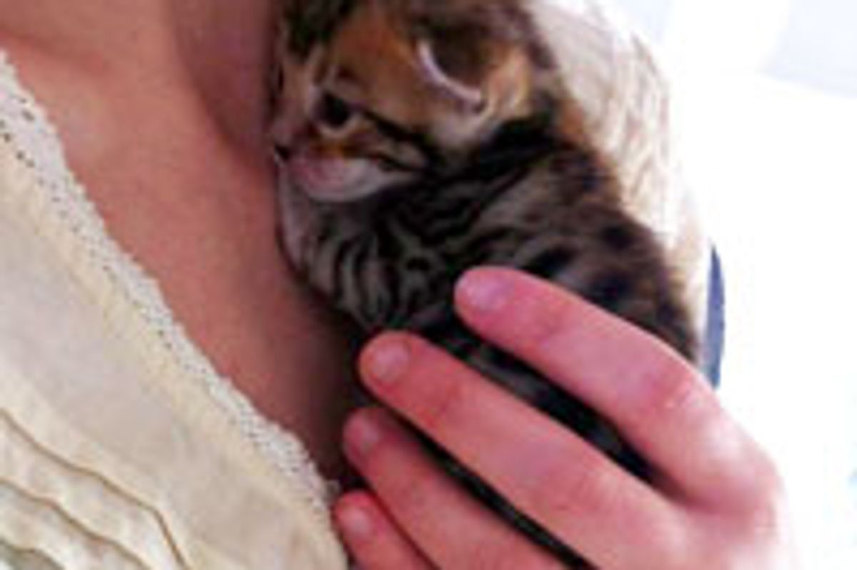 Tiny Clingy Kitten Just Learned to See