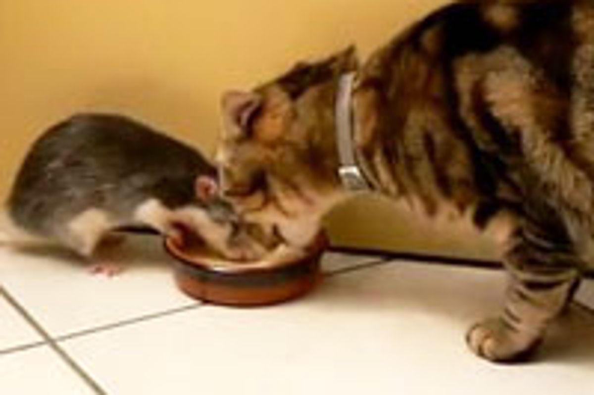 Kitty Shares Food with Rat