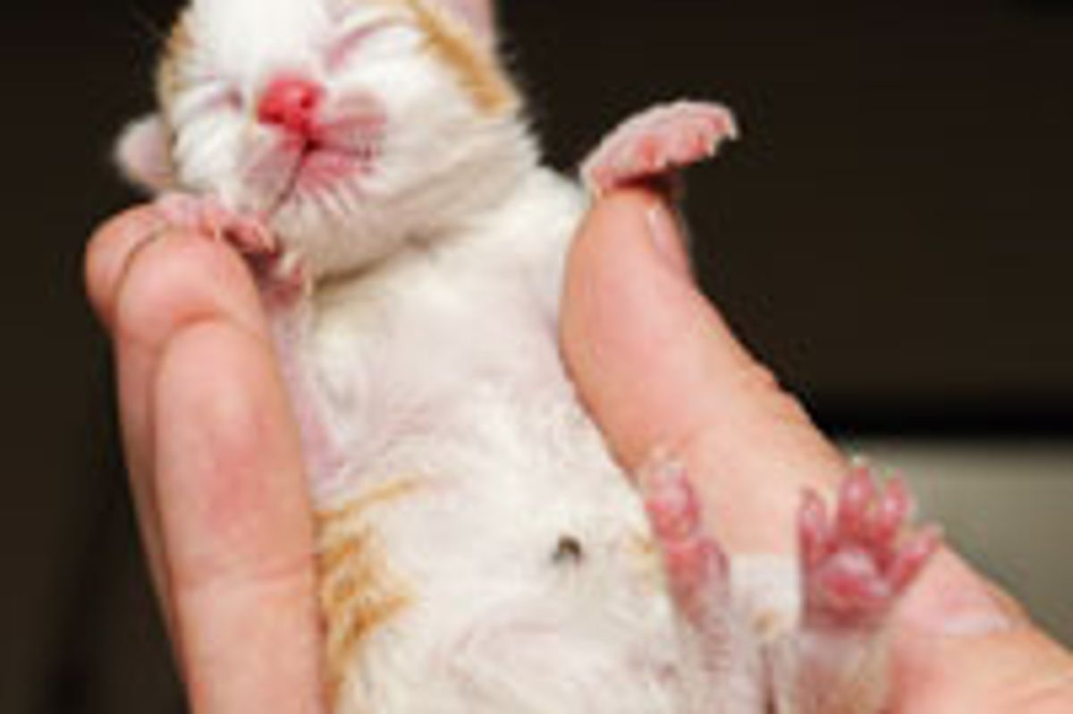 Teeny Ball of Cute Lost but Found