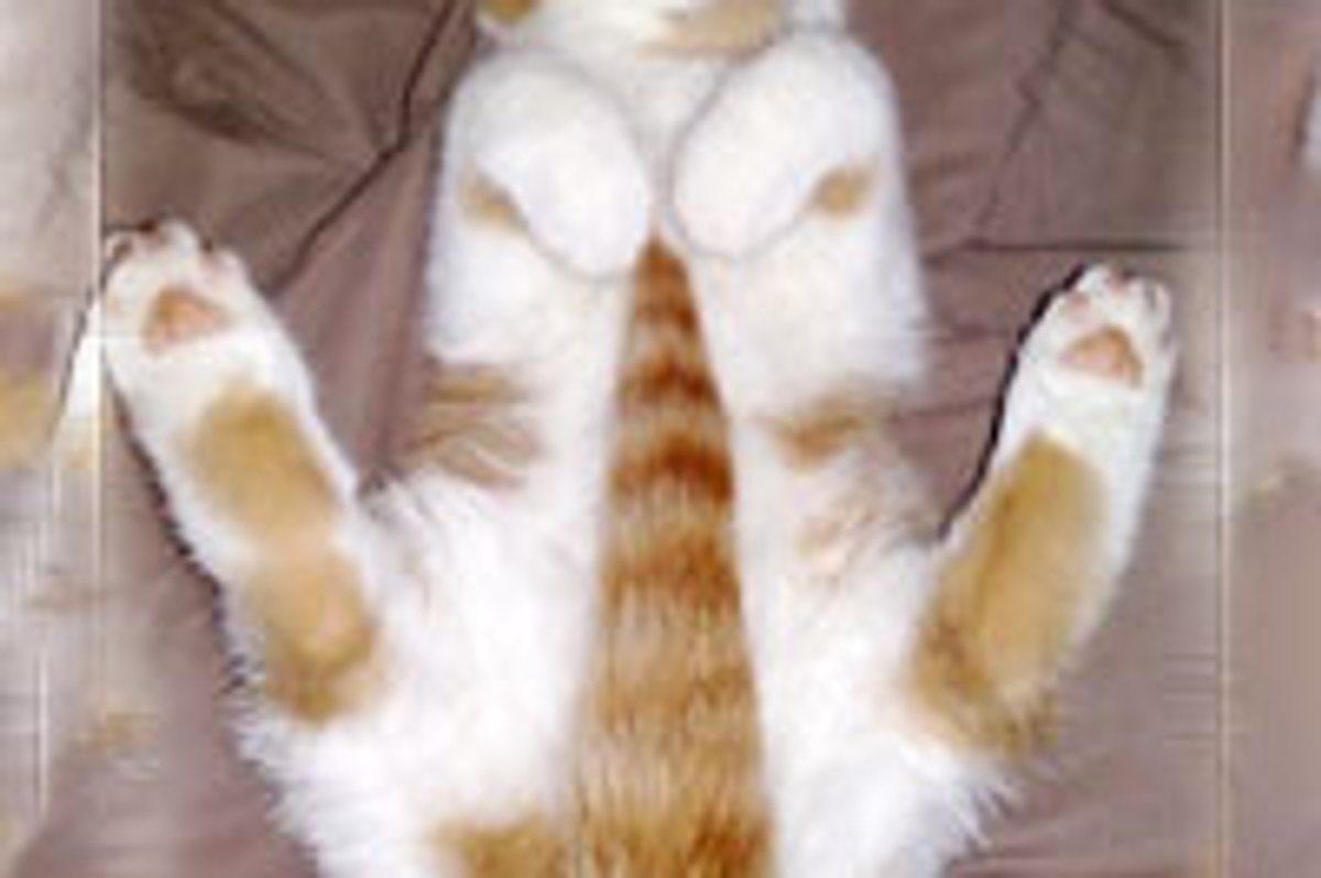 Kittens Snooze on Their Back