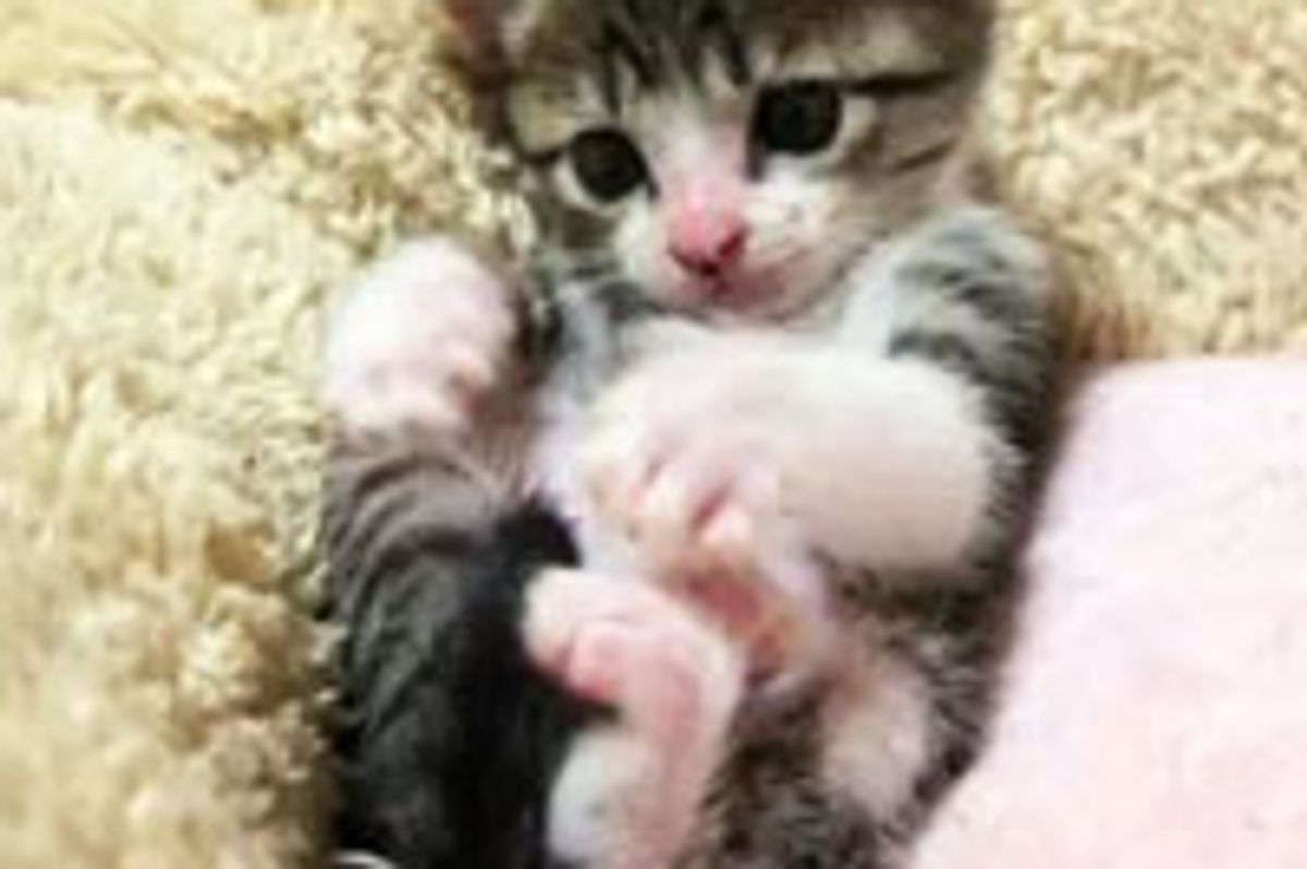 Round Belly Kitty with Tiny Toesies to Nom on