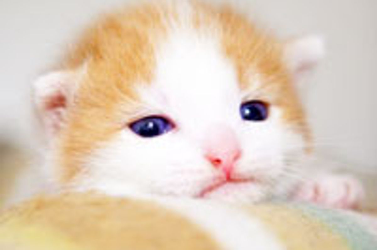 The Face that Destroys All Defenses