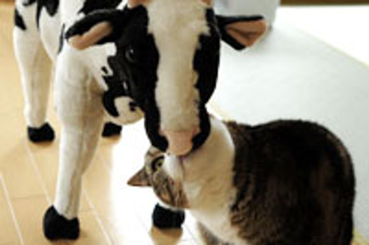 Maru's New Cow Friend