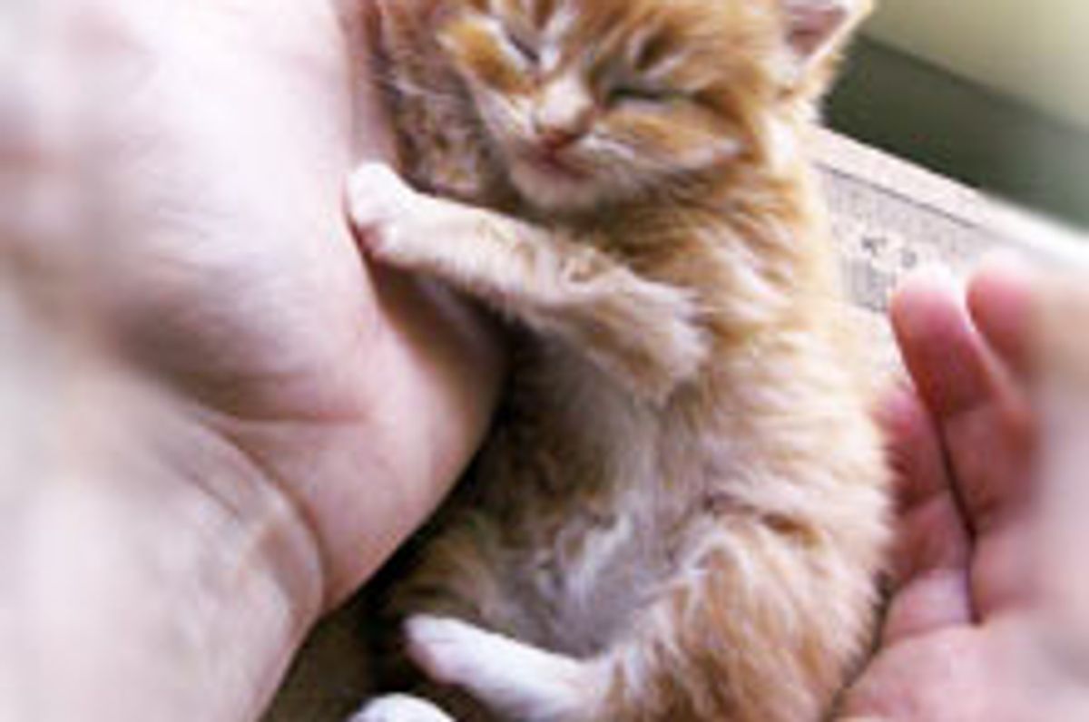 Ginger Kitten Found a Hand to Lean on Forever