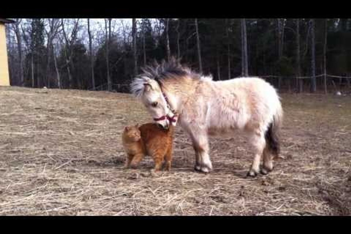 Ginger Cat Meets Miniature Horse