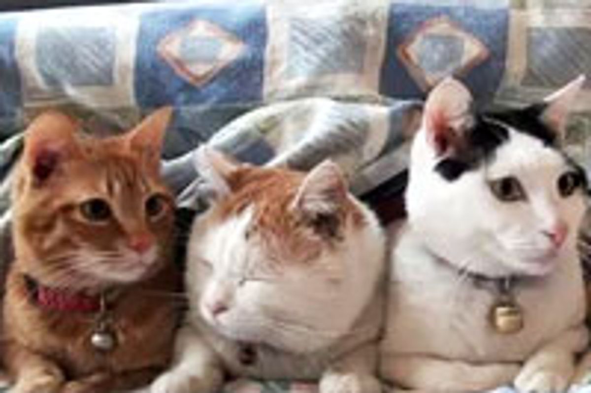 Kitty in the Center Not So Impressed