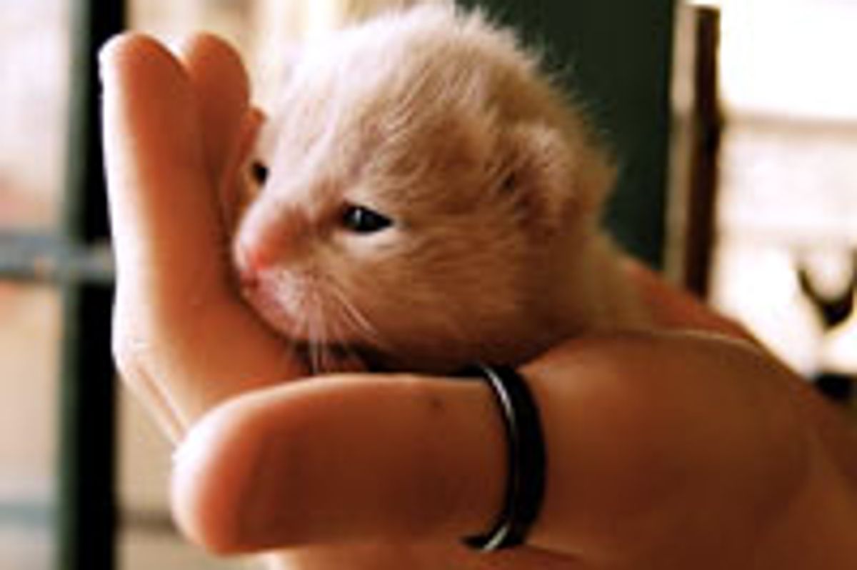 Little King in the Making