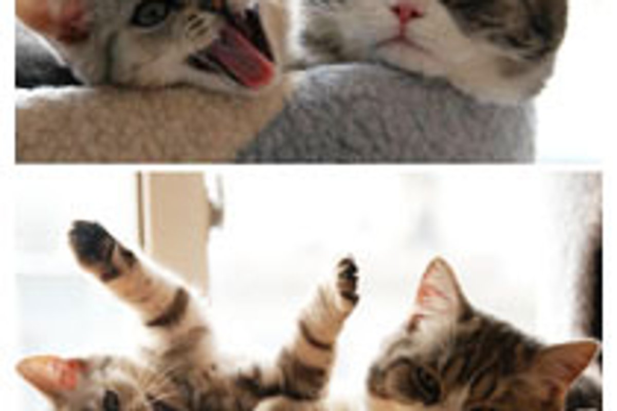 Crazy Furiend? I Have One