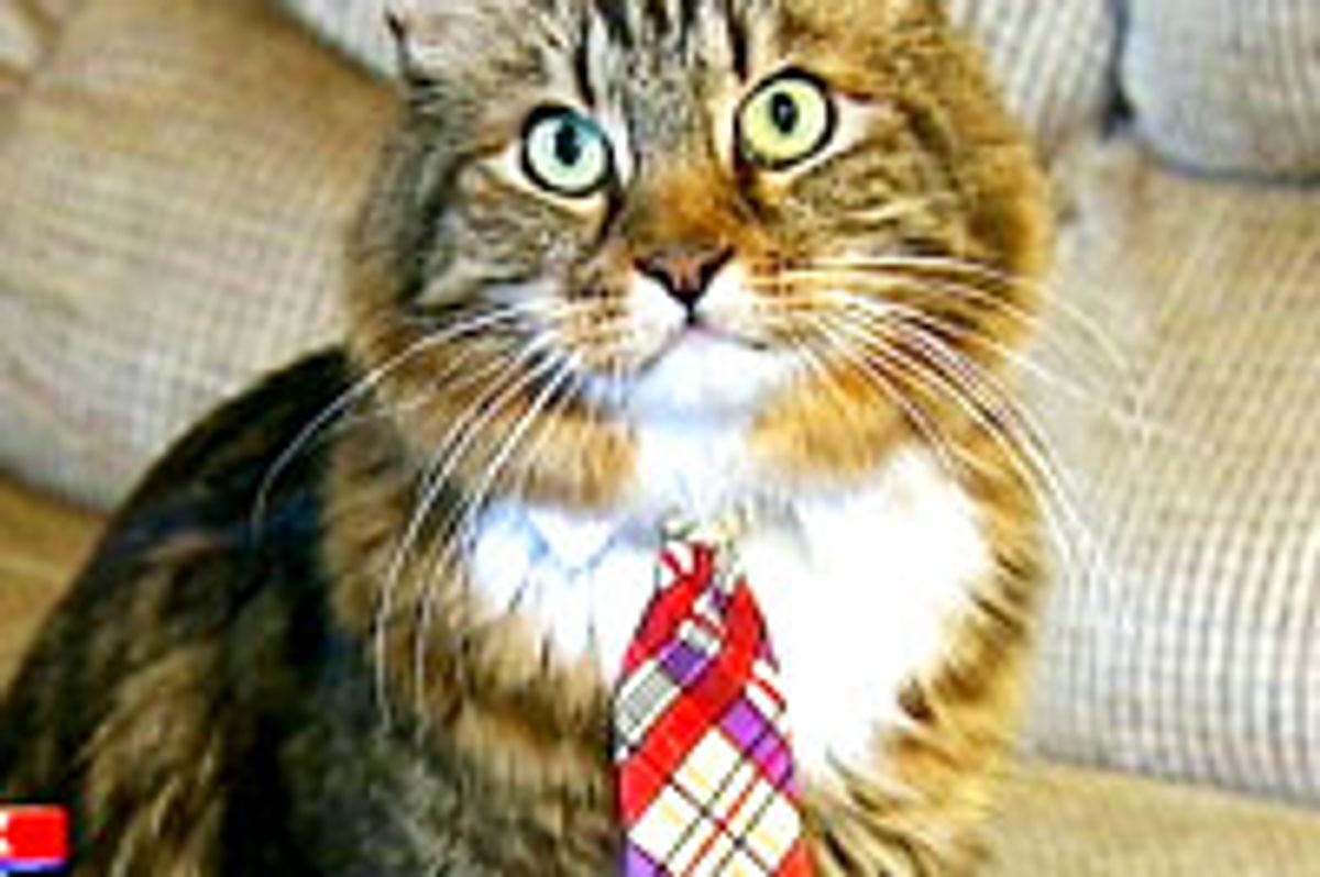 Hank the Cat for US Senate in Virginia