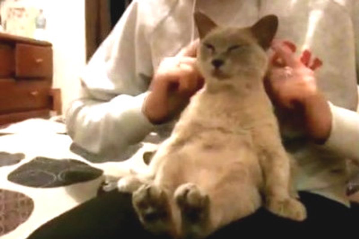 Violet the Chill Cat