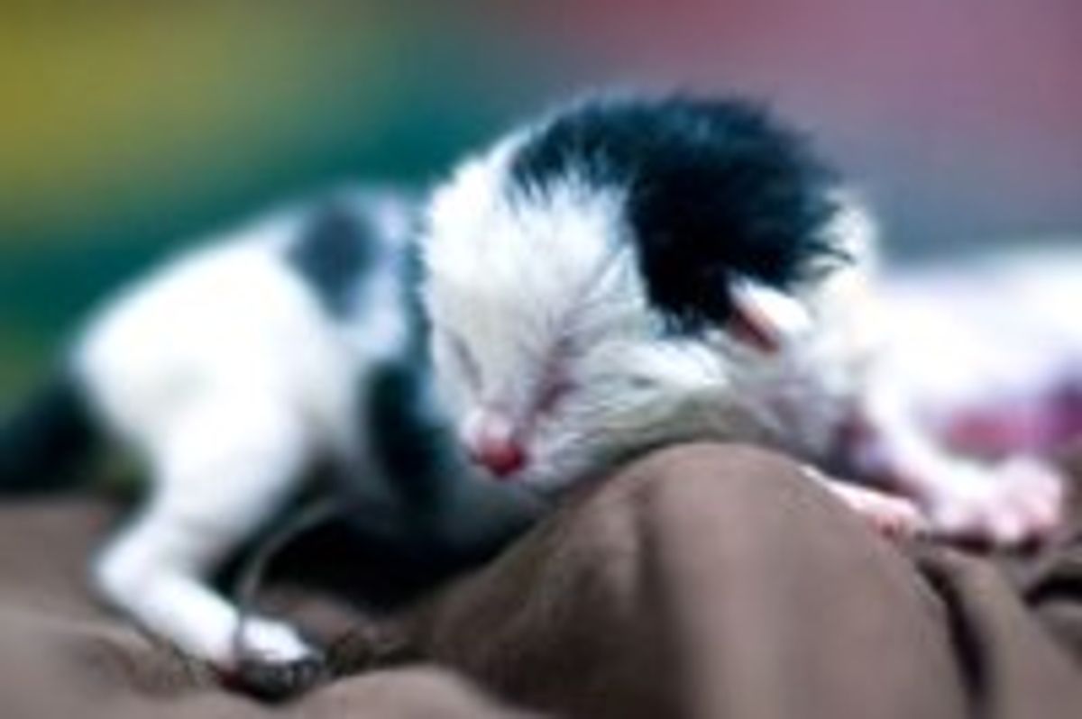 Tiny Orphan Cow Kitty, Then and Now
