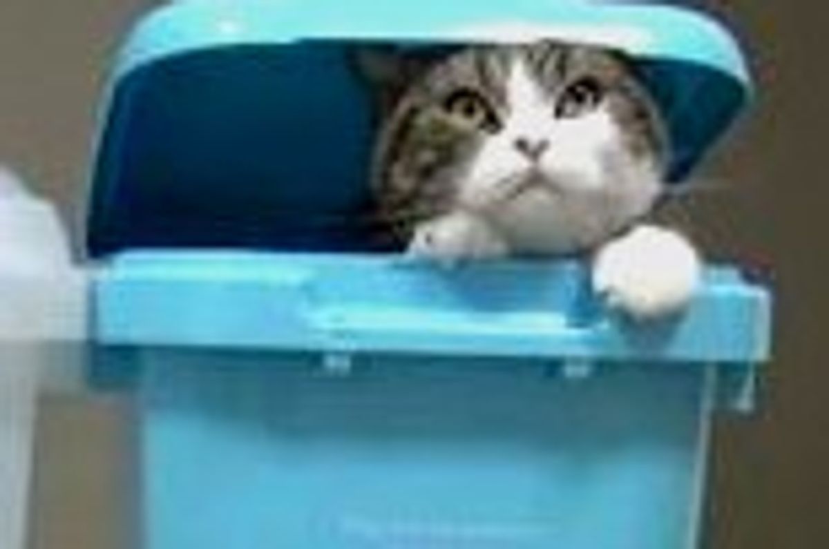 Maru's Recycling Bins
