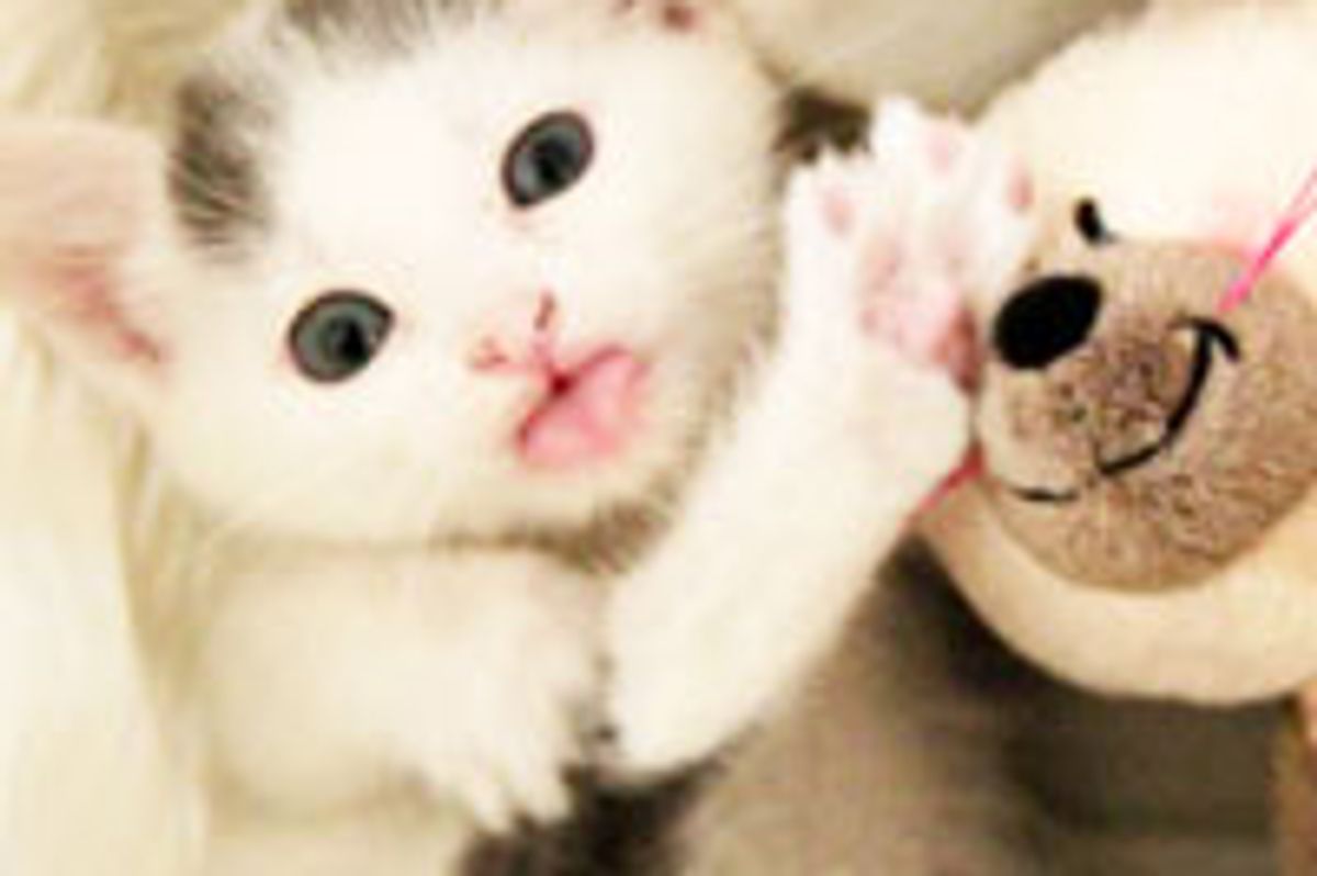 A Possessive Kitty Just Doesn't Share