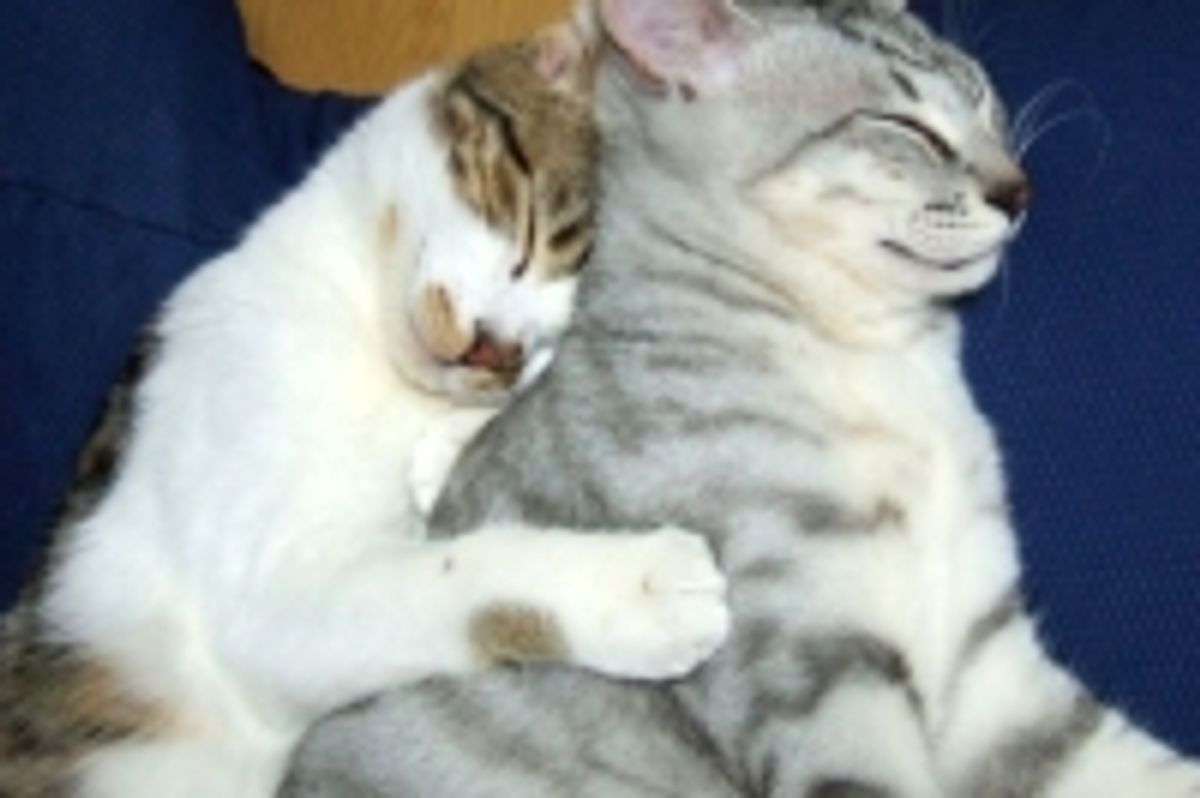 Best Forever Furiends