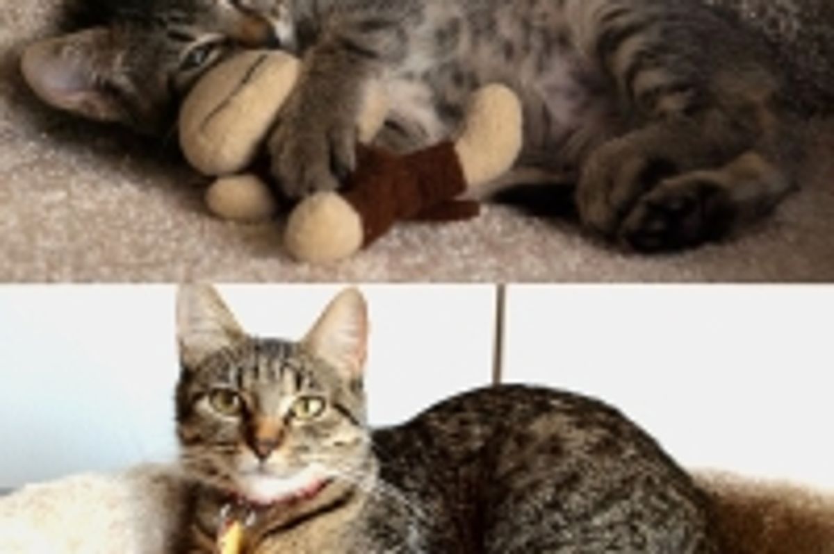 Kitty's Squishy Monkey Friend, Then and Now