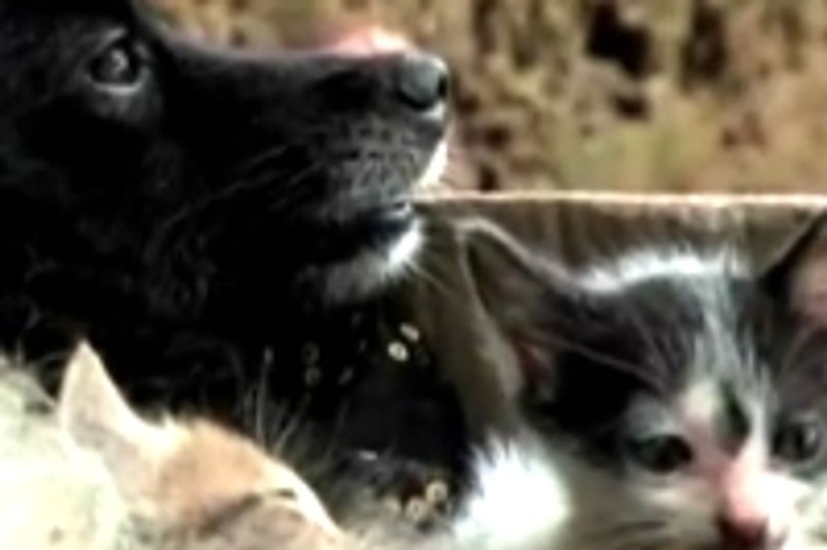 Dog Adopts Abandoned Kittens