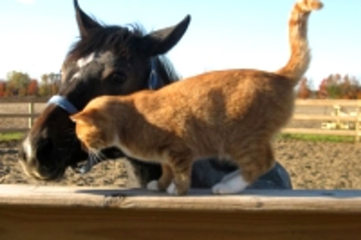 The Good Old Furiends