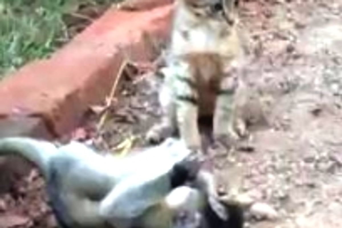 Kitty Plays with Rescue Baby Monkey