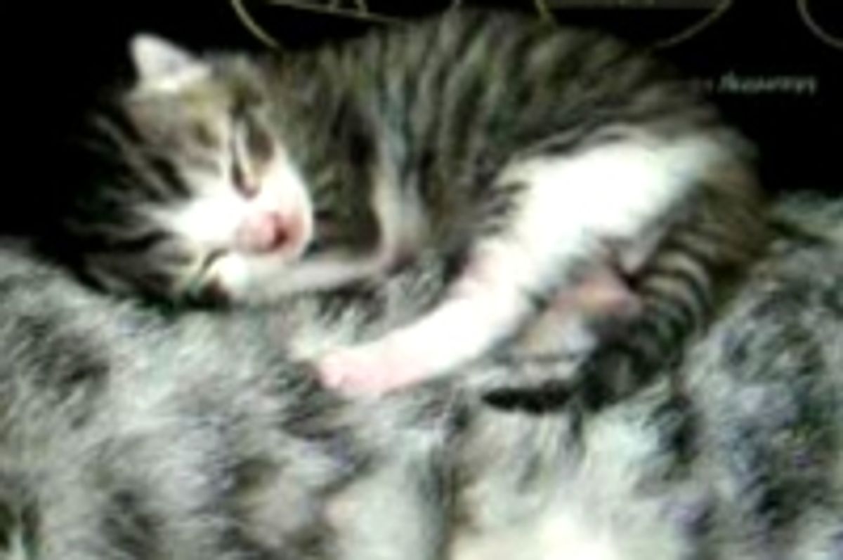 6 Day Old Kitten Snoozes on Purrfect Pillow