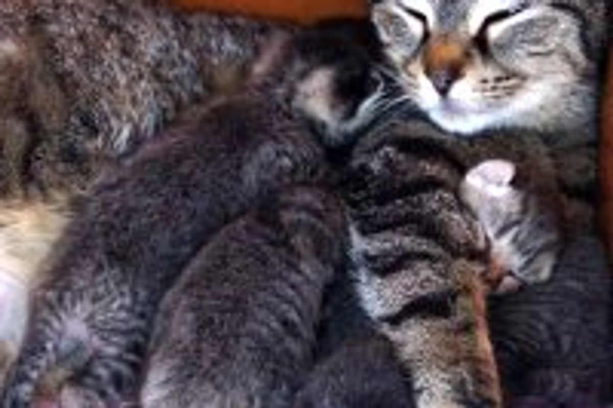 Rescue Cat Mama Plus 4